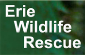 Wildlife Centres :: Ontario Wildlife Rescue