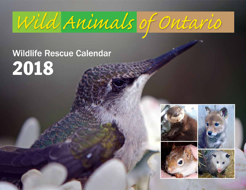 Ontario Wildlife Rescue