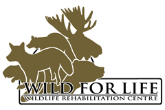 Wild for Life