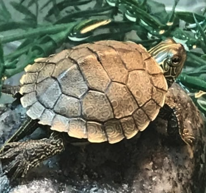 Wildlife Centres :: Ontario Wildlife Rescue